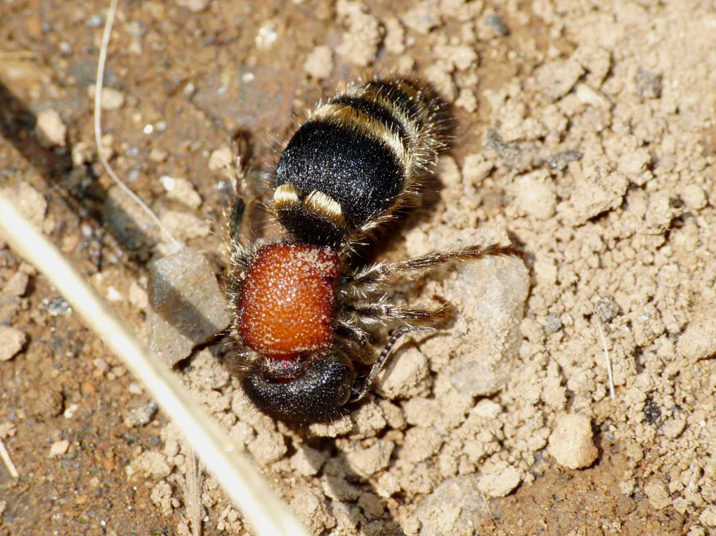 Grosso Mutillidae: Tropidotilla litoralis